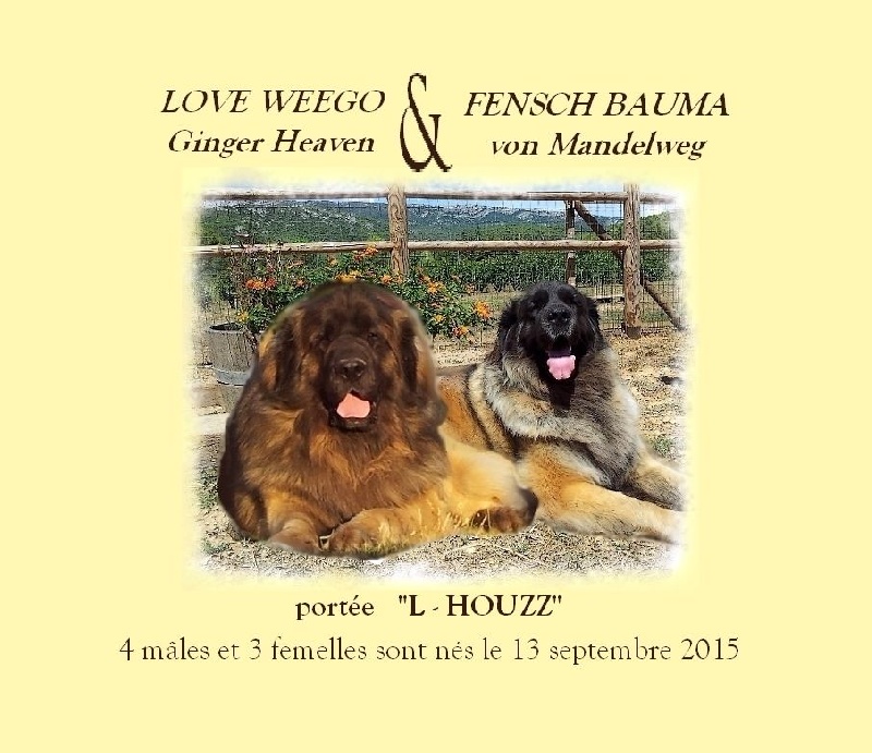 von Mandelweg - Leonberger - Portée née le 13/09/2015