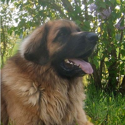 Vega-voud von Mandelweg