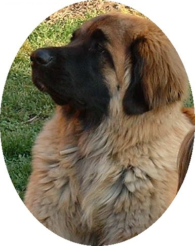 Tootsie mandel dite tosca von Mandelweg