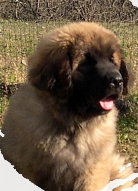 Clark-maggiore von Mandelweg