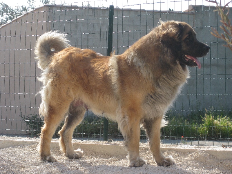 Chaïna-maggiore von Mandelweg