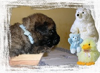 CHIOT