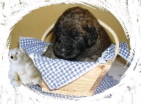 CHIOT