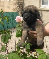 CHIOT